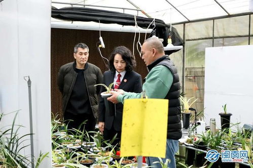 南靖法院 用心用情助力蘭花產業發展