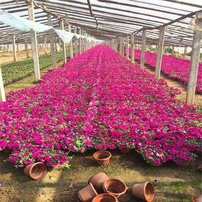 矮牽牛價格 垂吊牽牛批發 通達花卉時令草花基地