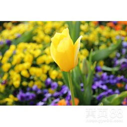 【溫室花卉種植-郁金香栽培-種植時間-種植方法】-