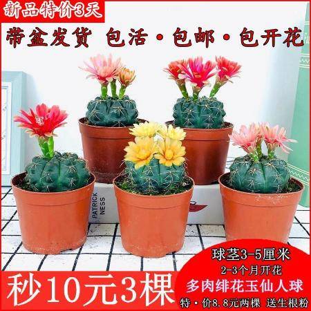 多肉多肉植物緋花玉開花仙人球防輻射桌面盆栽室內(nèi)花卉四季種植