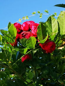 探索花卉產(chǎn)業(yè)扶貧新模式