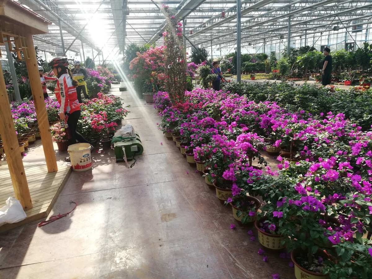 騎行黃河三角洲花卉苗木基地 - 美篇