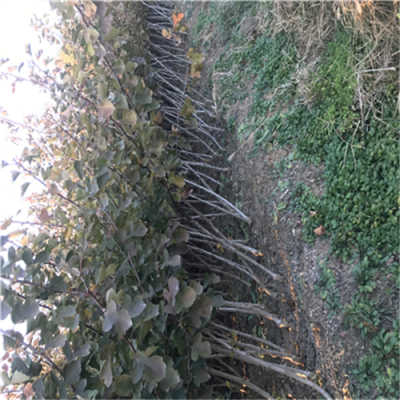 內(nèi)蒙古購買大五棱山楂苗 大五棱山楂苗種植技術(shù)