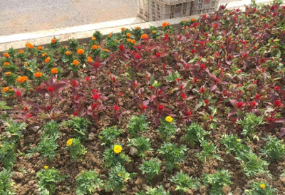更新時令草花 提升城市景觀