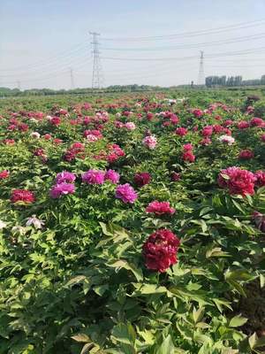 【牡丹價格 基地批發2-10年苗 旭陽園林其他林業副產品