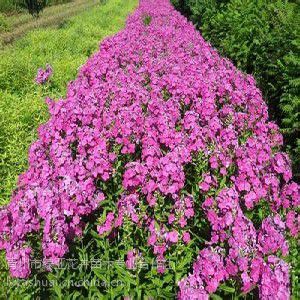宿根福祿考種植 大花剪秋蘿種植基地 雛菊種植基地
