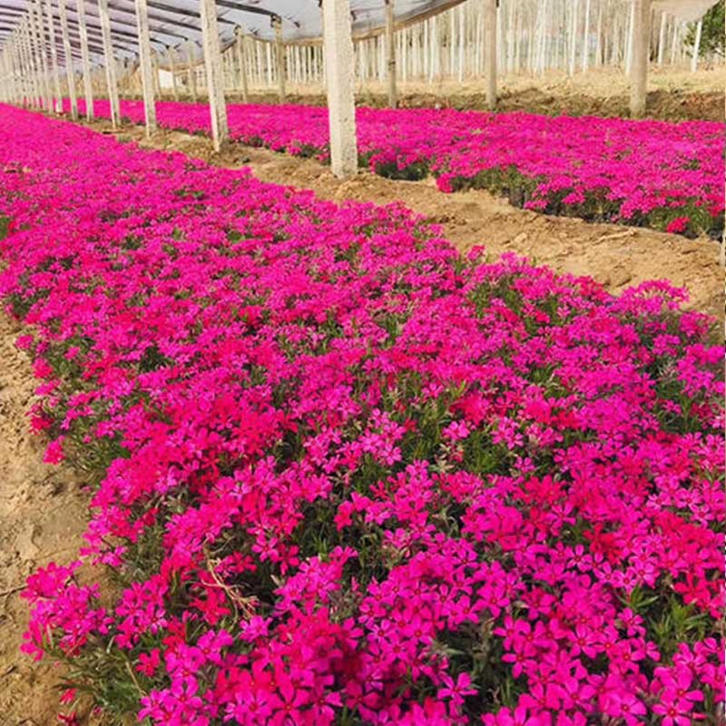 多年生耐寒宿根花卉叢生福祿考芝櫻花卉花海造景用苗福祿考幼苗