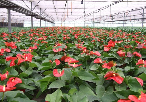 溫室大棚花卉有哪些?大棚花卉怎么種植管理?大棚養花注意事項