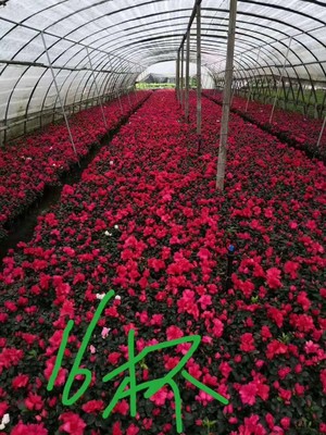 西南地區花卉種植基地西洋鵑 比利時鵑杯苗