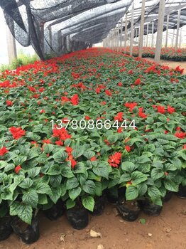 國慶節草花種植基地