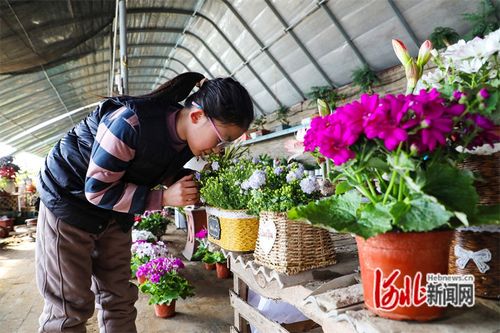 河北省灤南縣 花卉旺銷春意濃