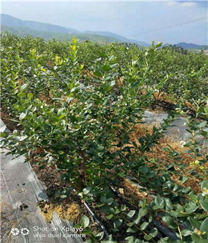 吳川利珀蒂藍莓苗畝栽多少株