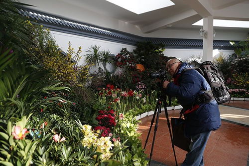 中山公園迎春花卉精品展開幕 70余種精品同期綻放