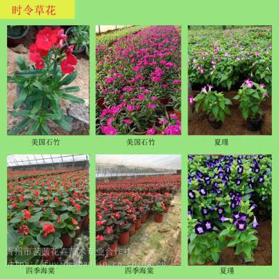 青州花卉種植基地;十一節(jié)日用花常見種類;國慶節(jié)花壇花卉