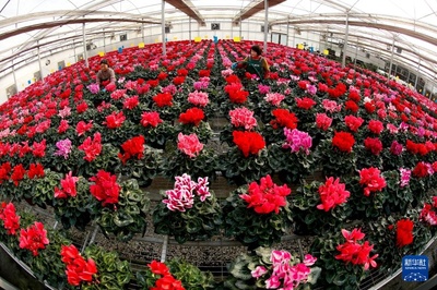 山東即墨:鮮花芬芳 俏銷市場