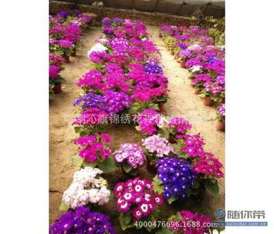 【供應(yīng)批發(fā)瓜葉菊完美、小丑系列種子花卉種子園藝種國產(chǎn)子種子】喀喇沁旗錦繡花卉種植銷售處 - 產(chǎn)品庫