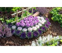 【草花紅花鼠尾草】青州市趙建營花卉苗木種植專業(yè)合作社 - 產(chǎn)品庫