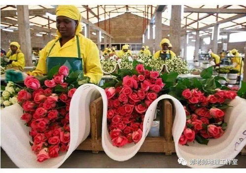 花卉生長的氣象條件,肯尼亞的鮮花農(nóng)場, 點(diǎn)花成金 的秘密,一份來自肯尼亞的鮮花,請(qǐng)查收