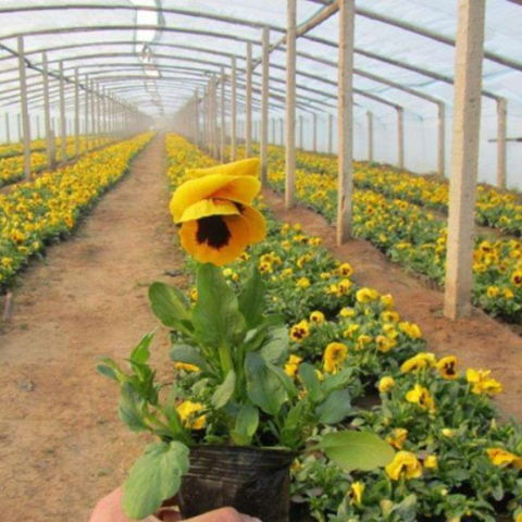 斑葉芒廠家 青州市銘泰花卉苗木種植專業(yè)合作社