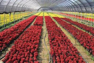 農(nóng)村有哪些種植好項(xiàng)目?種植什么最賺錢?