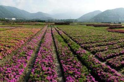 廣州花卉種植基地