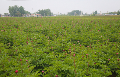 花樣菏澤 綻放花樣經濟 | 花卉產業開出“花樣經濟” 菏澤進入芍藥時期