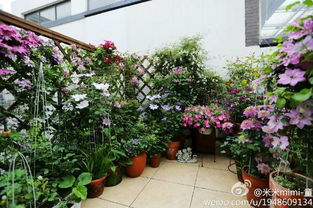 工科女的花園夢 陽臺 露臺 院子,湊50平米種百種花卉,7萬粉絲矚目