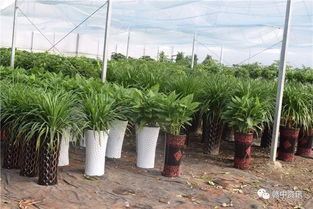 樟樹這家花卉種植基地逆天啦 老板豪氣全城大贈送 300盆精品盆景等你來拿 再不來就沒了......