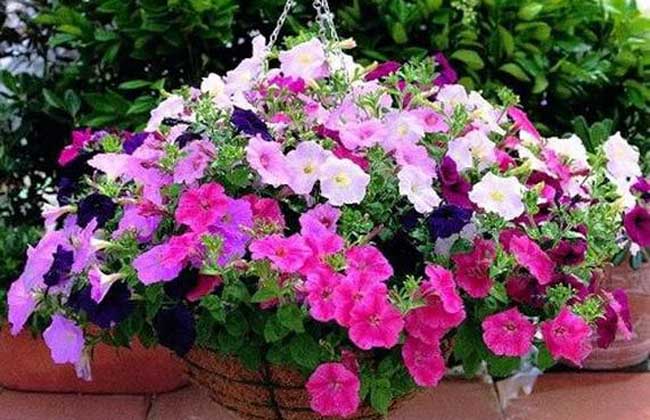 家庭種植花卉技術大全