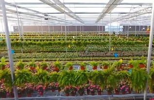 霸州這家花卉種植企業河北省規模最大,種植的花卉獲北京世界園藝博覽會金獎