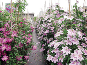 杭州(江干)第三屆都市花卉節9月27日綻放