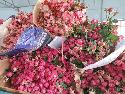 楚雄祿豐 鮮切花產銷兩旺, 美麗經濟 迎春綻放