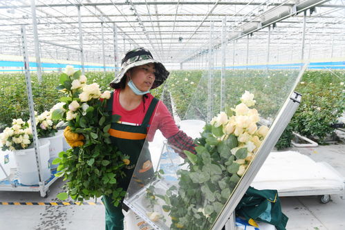 新春走基層 蘭州新區鮮切玫瑰俏銷海內外