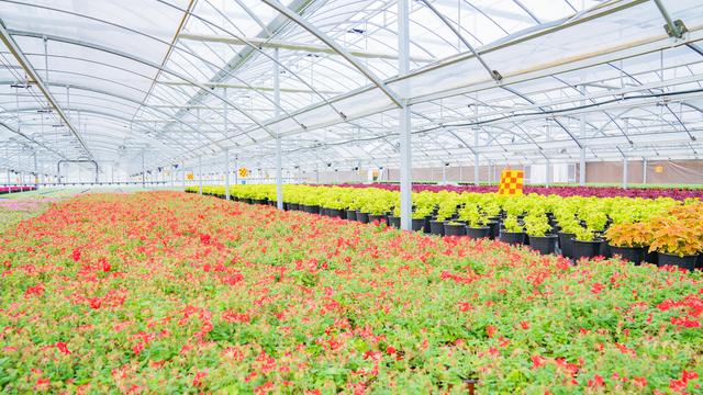 智慧農業大棚蔬菜種植基地_3840x2160_高清視頻素.