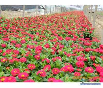【草花花卉供應商九州園藝場】青州市趙建營花卉苗木種植專業合作社 - 產品庫