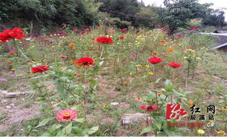 辰溪縣 10萬余株格桑花扮靚林場