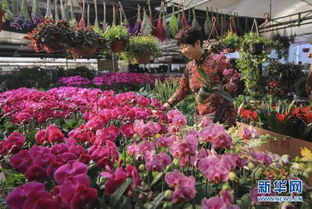 山東各地花卉市場花開飄香迎新春
