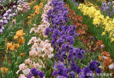 《花卉種植》花卉各個品種不同養護細節