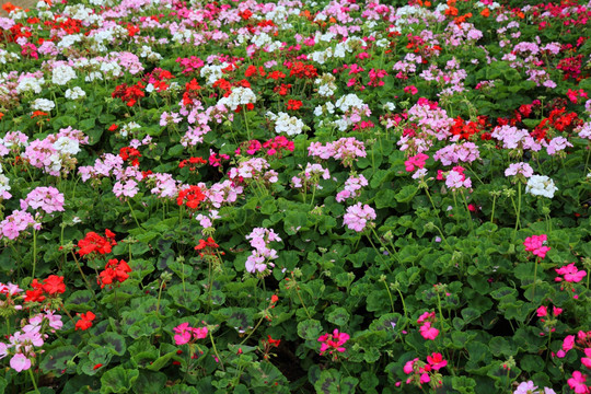 紅花綠葉,花卉