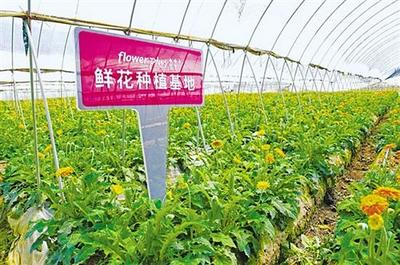 中經創業榜丨Flowerplus花加:鮮花消費發“新枝”