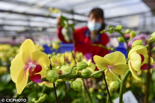山東青州 花卉種植 助農增收