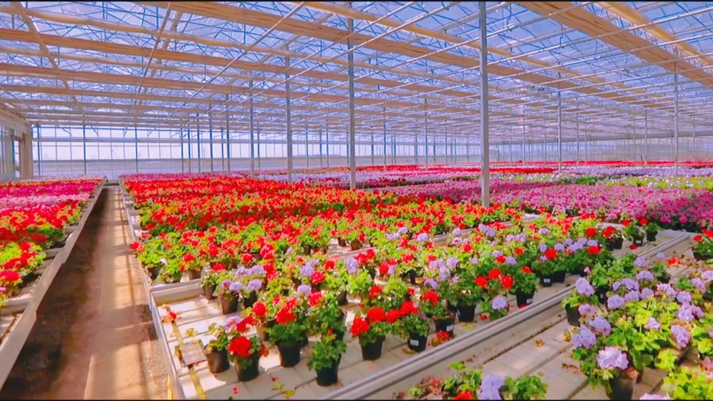 花卉種植溫室大棚_嗶哩嗶哩_bilibili