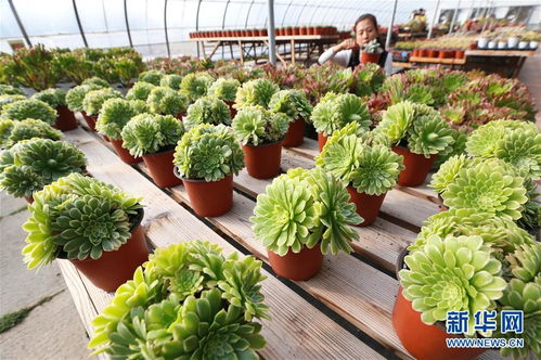 山東即墨 訂單花卉 助力鄉村振興