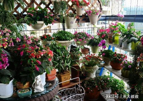 這3種好看好養(yǎng)的花卉,在家養(yǎng)一盆值,適合新手練手