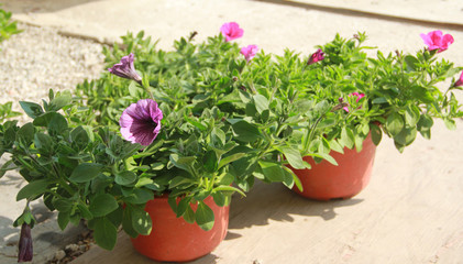 【郵政扶貧】彩色牽牛花盆栽易種花卉大苗帶花爆盆