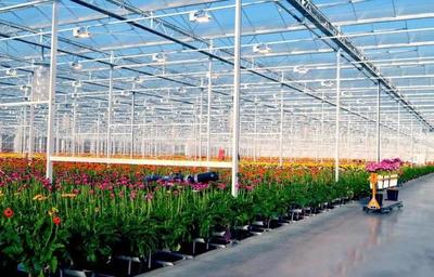 大棚花卉種植新手入門;大棚玫瑰花種植技術與管理