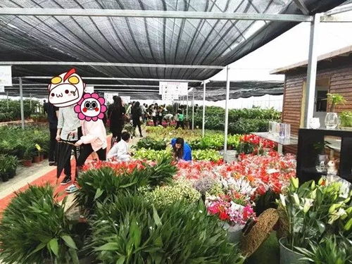 奉賢綠植花卉種植基地,50000株1元3元5元瘋狂開搶 買到手軟