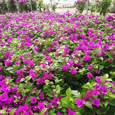 云南花卉種植基地有哪些
