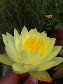品種睡蓮供應(yīng)商 專業(yè)的品種睡蓮經(jīng)銷商推薦