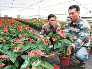 荷蘭高檔花卉 移民 長興泗安